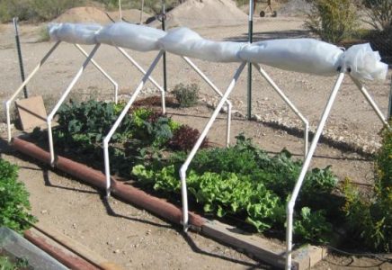 row of plants with pvc hoops above them and a plastic sheet rolled up on&hellip;